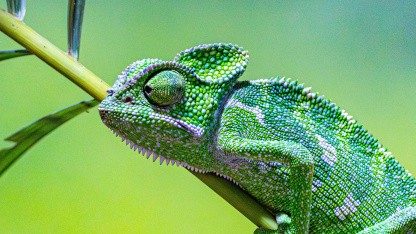 Neuausrichtung: Suse unterbreitet Angebote zum freiwilligen Ausscheiden