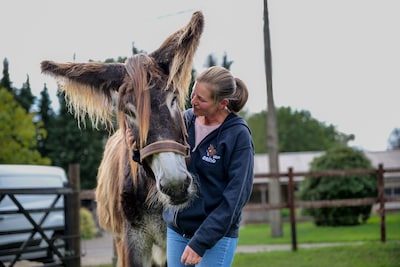 Ezel Frans werd gered uit een donkere stal en helpt nu mensen tot rust komen in Zutendaal: “Hij voelt heel veel dingen…
