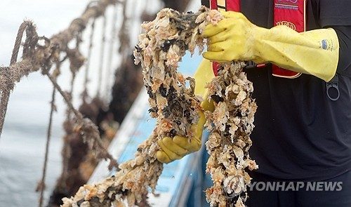 경남 남해안 고수온 지속…양식어패류 누적 재산 피해 176억원