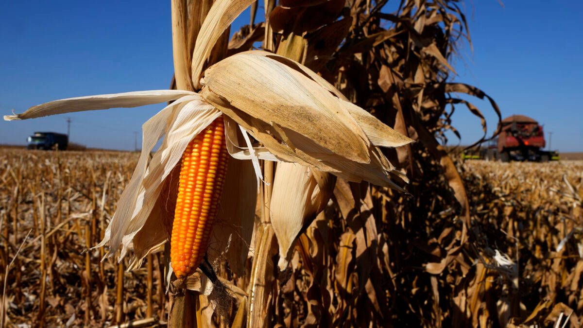 Prima la siccità, poi gli eventi metereologici estremi: in agricoltura perdite fino all’80%. L’allarme Coldiretti