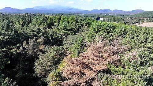 충북 맞춤형 소나무재선충병 방제전략 찾는다…용역 추진
