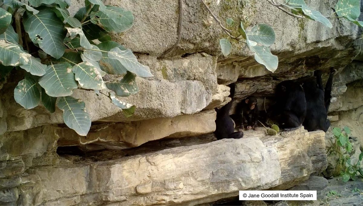 Cameras Capture Adult Chimpanzees Passing Tools—and Know-How—to Their Young, Teaching Important Skills to the Next Gene…