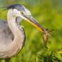 How amateur naturalists are helping scientists track what everything eats