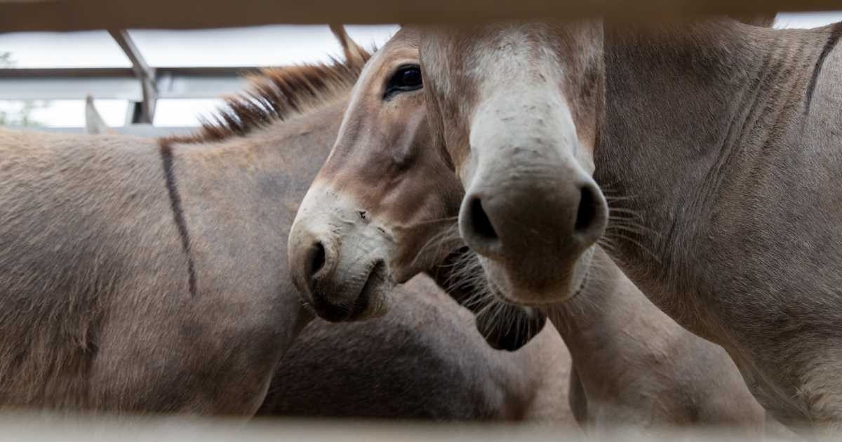 Envio de jumentos para abate quase triplicou no PI: procura pela pele e desvalorização do animal podem ter impulsionado…