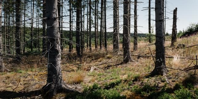 En Saxe-Anhalt, la forêt menacée, nouveau terrain d’offensive pour l’extrême droite à la veille des élections régionales