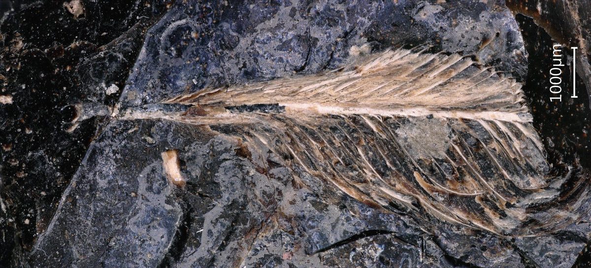 Een dinosaurusdrol van 66 miljoen jaar oud blijkt vol met verrassend moderne veren te zitten