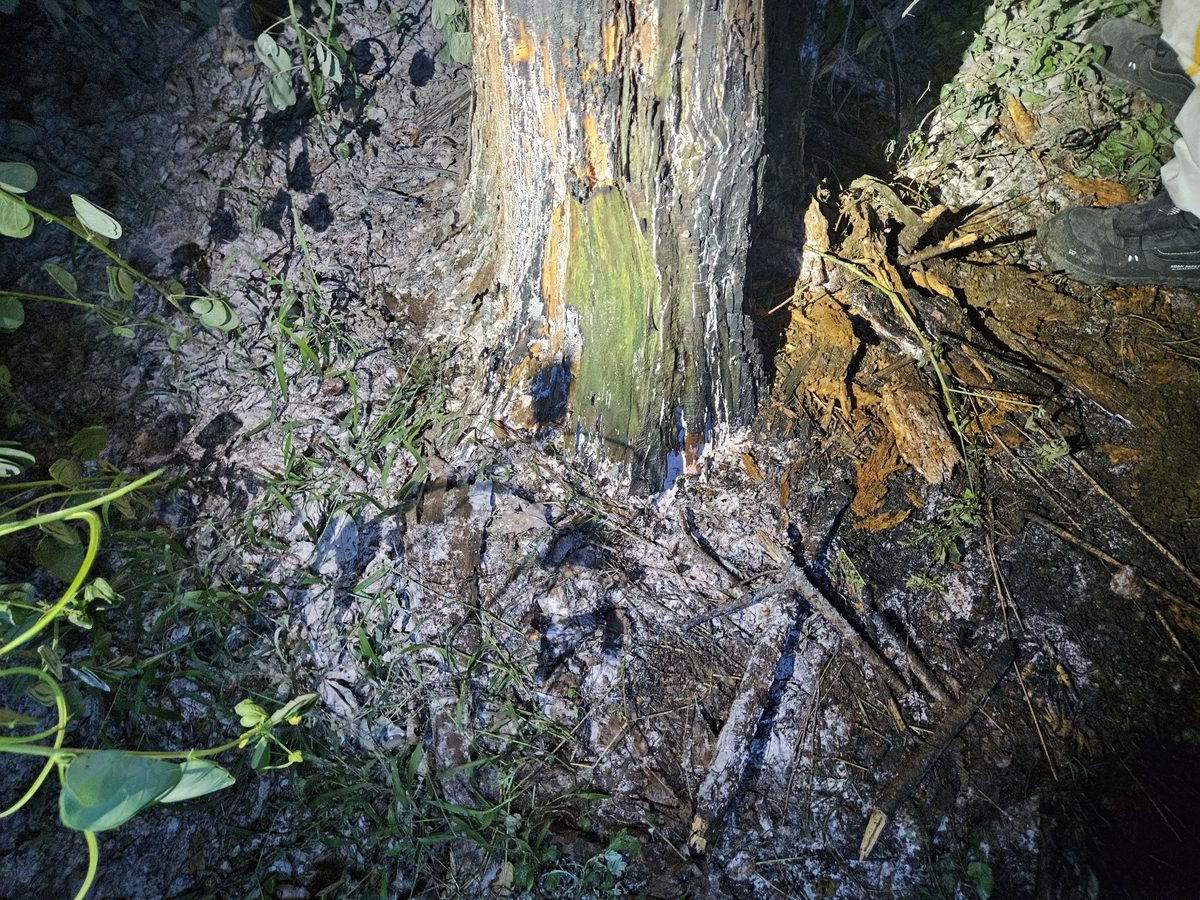 부산서 산 근처 산책하던 70대 2명 말벌에 쏘여 중·경상