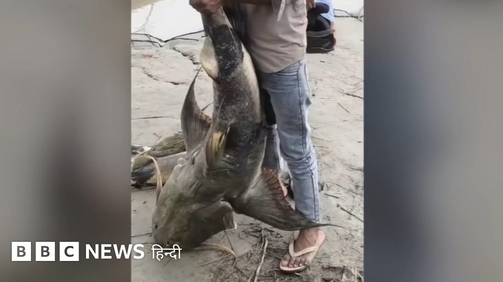 नेपाल से बाढ़ के बाद बिहार पहुंची ये विचित्र मछलियां