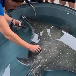 Video | Beelden tonen onverwachtse geboorte van arendskoproggen in Australië