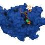 Breaking down shoe foam by genetically tweaking a microbe found in compost