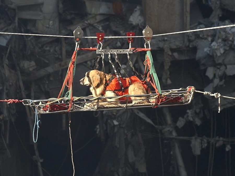 Remembering the search and rescue dogs of Ground Zero