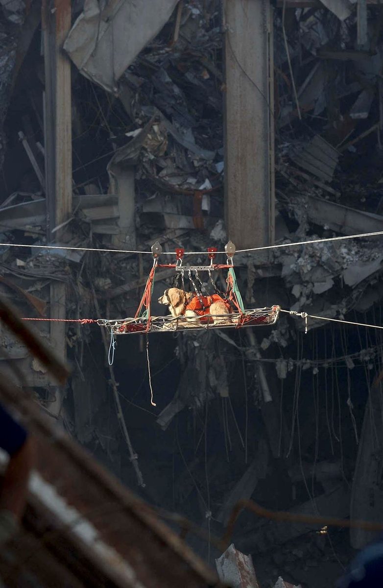 Founding Member Of NYPD's Canine Unit Talks Handling Working Dogs At Ground Zero In 9/11 Aftermath