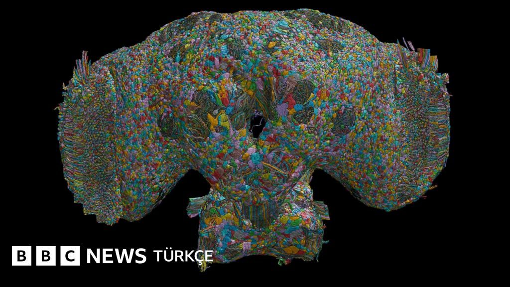 Bir sineğin beyin haritası insan davranışlarına dair neler anlatıyor?