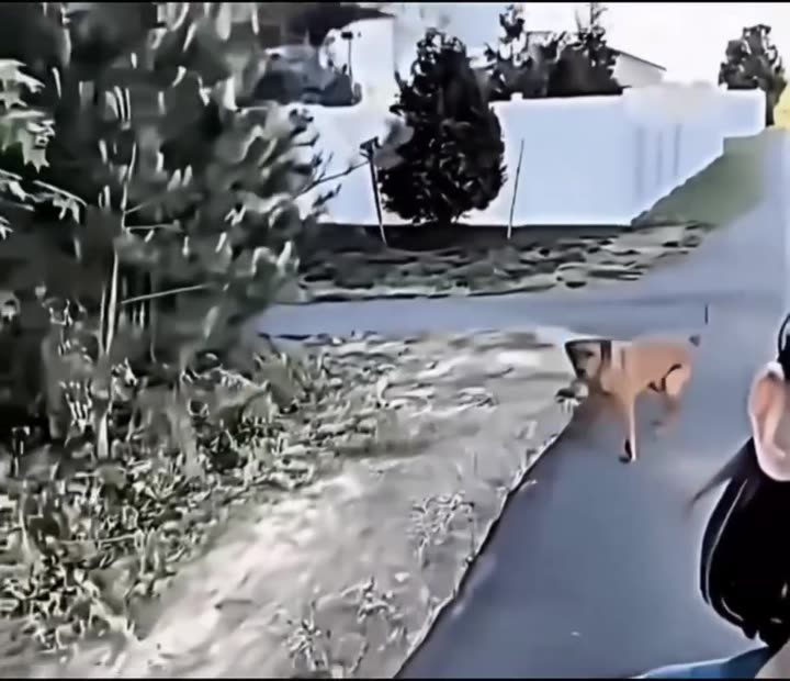 Poor doggo didn't know who to choose 😭