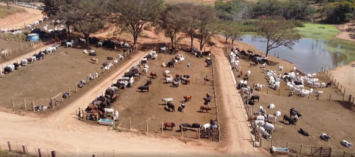 Conheça o 'boitel', o hotel para o gado que ajuda produtores a reduzir custos em MG