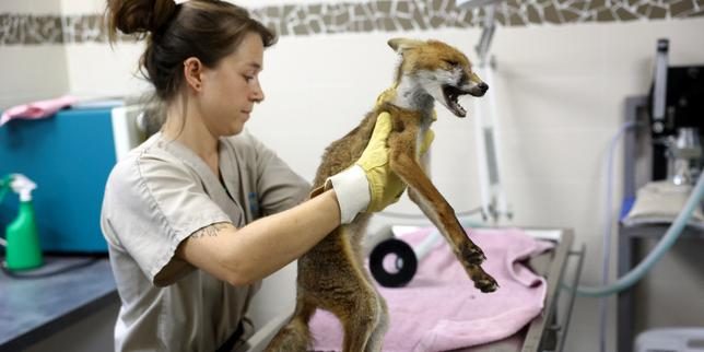 En France, la faune sauvage a durement souffert des canicules et de la sécheresse : « Toute la chaîne alimentaire est p…
