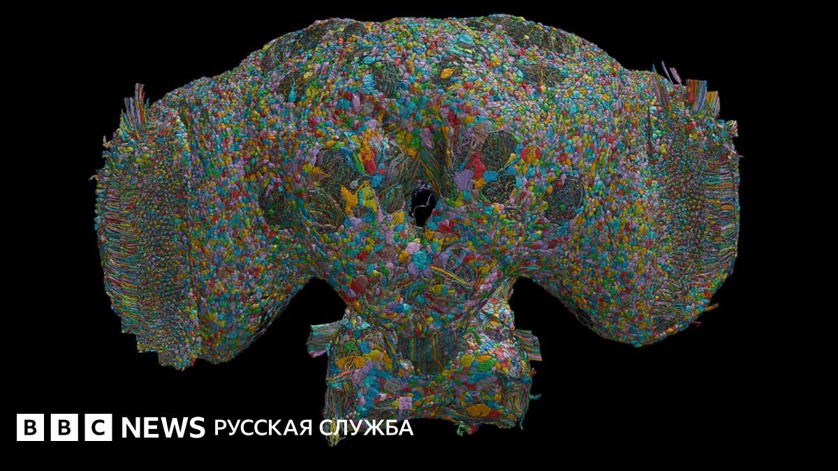 Как мозг мухи может помочь понять поведение человека