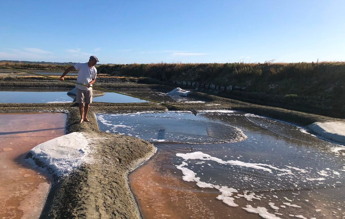 « Les récoltes sont doubles »… A Guérande, la chaleur profite au moins à la fleur de sel