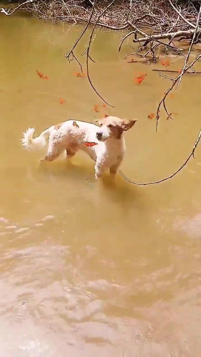 Doggo living his disney princesses moment