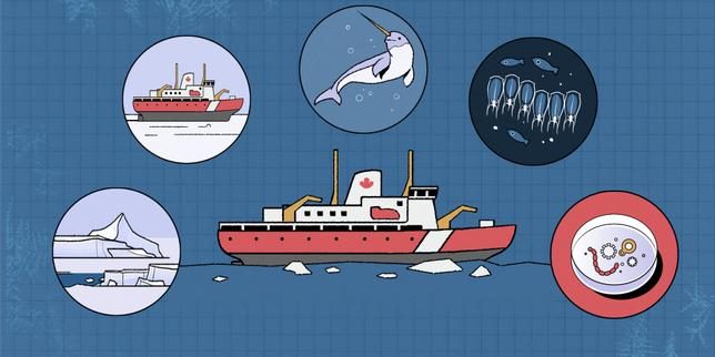 Quatre semaines à bord d’un brise-glace : pourquoi le bruit des navires dans l’Arctique est-il dangereux pour les narva…