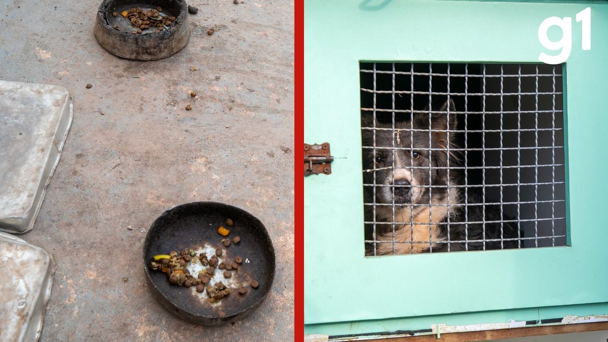 Oito animais são resgatados de suposto canil clandestino em Cuiabá