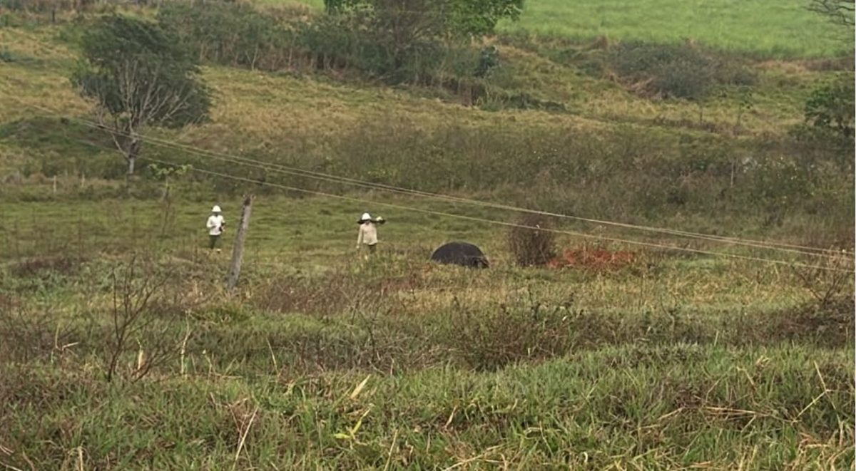 Temporal provoca morte de quatro vacas eletrocutadas e causa estragos na região de Rio Preto