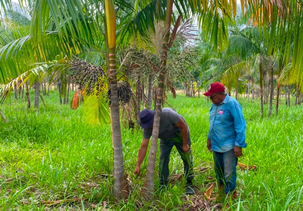 Açaí de Roraima pode ganhar selo de Indicação Geográfica e valorizar produção