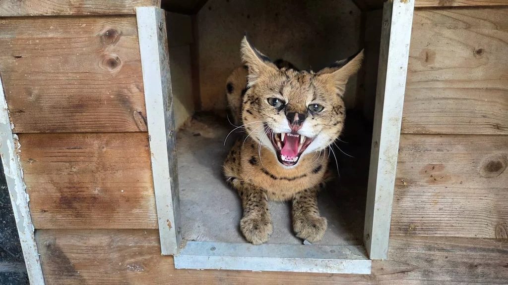 Ontsnapte serval Tilburg gevangen bij buurvrouw: 'Hij rook mijn kippen al maanden'