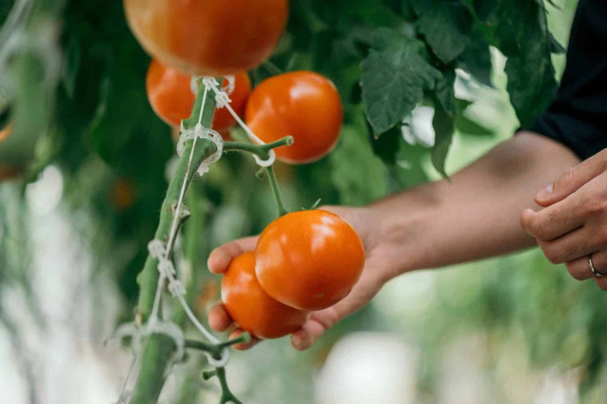 Deze tomaten kregen minder water en werden toch lekkerder, met dank aan simpele technologie