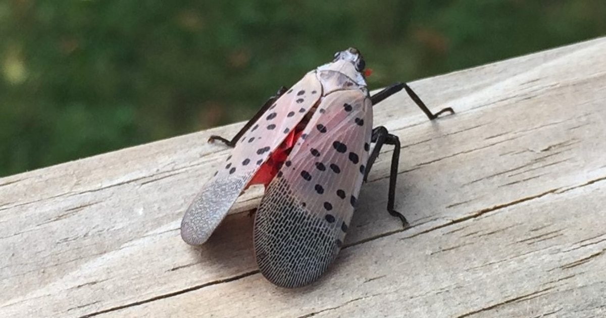 Cet insecte dévastateur arrive en Europe : "Il s'agit de la première détection confirmée"