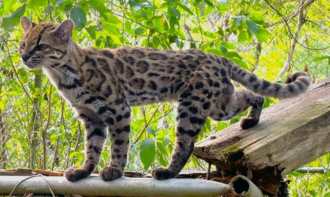 Voor het eerst in een eeuw is er een nieuwe kattensoort