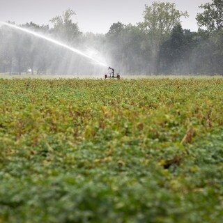 Inspectie: Stop met pesticiden die pfas verspreiden, het risico voor het drinkwater is te groot
