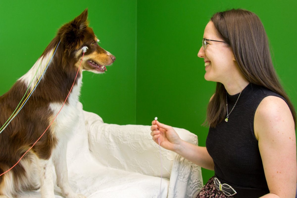 Dogs pay more attention to consonants than vowels when we speak