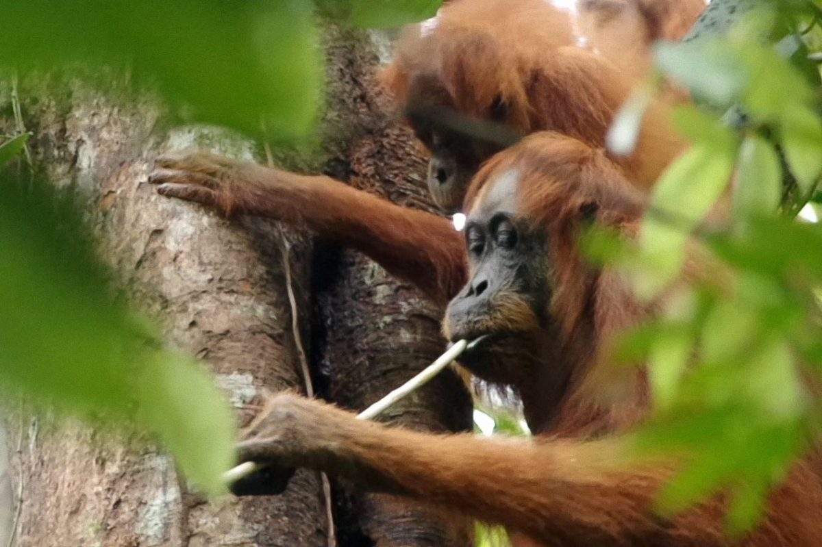 Copying others can help young orangutans build a broad diet