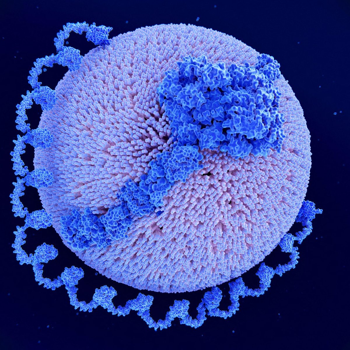 A Promising Heart Drug Failed. What Went So Wrong?