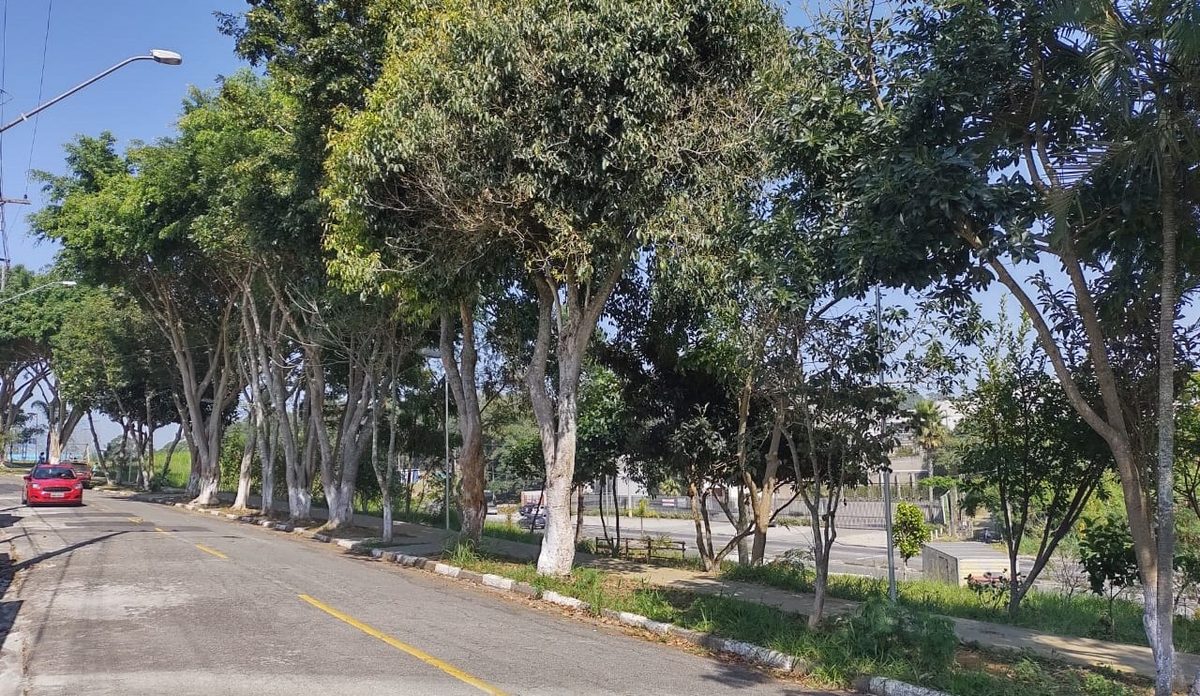 Mogi das Cruzes tem 3º menor índice de arborização do Alto Tietê