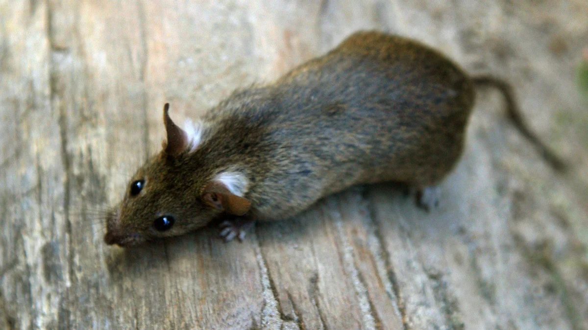 Discounter in Regenstauf: Ratten in Norma-Zentrallager - Behörden greifen ein