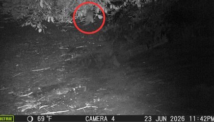 An Otter Just Returned to New York City's Bronx River for the First Time in a Century. Now, You Can Help Name It