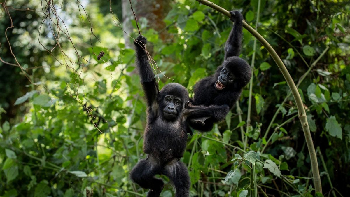 Ugandans plant trees near national park to keep people out of gorillas’ habitat