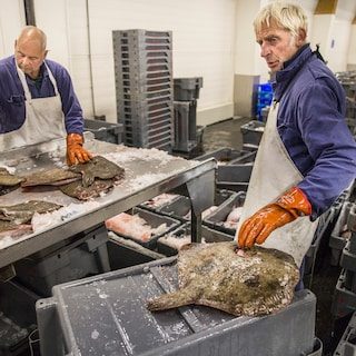 Dankzij sanering van de vissersvloot floreren tong en schol weer in de Noordzee