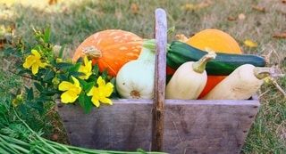 L’automne au jardin. Faut-il tailler ses rosiers ? Quels légumes planter ? … Notre expert a répondu à vos questions