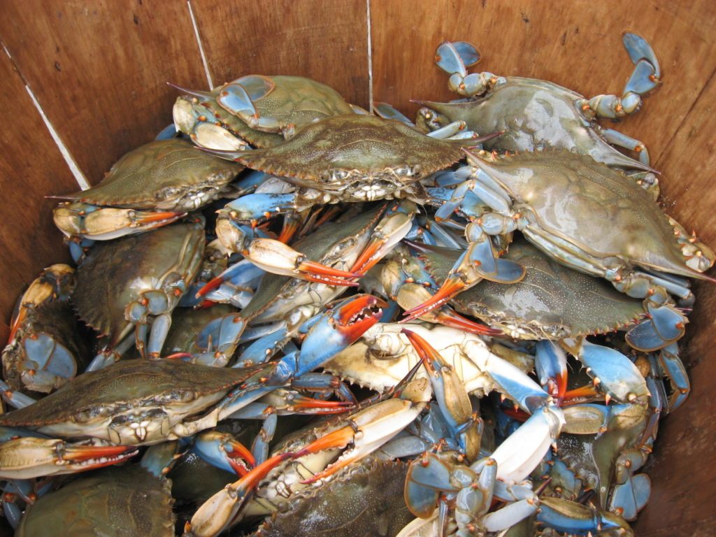 Chesapeake blue crabs had an unusual rebound after years of decline. Scientists don't know why