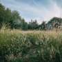 New genome study rewrites the early history of grasses, the world's most important plant family