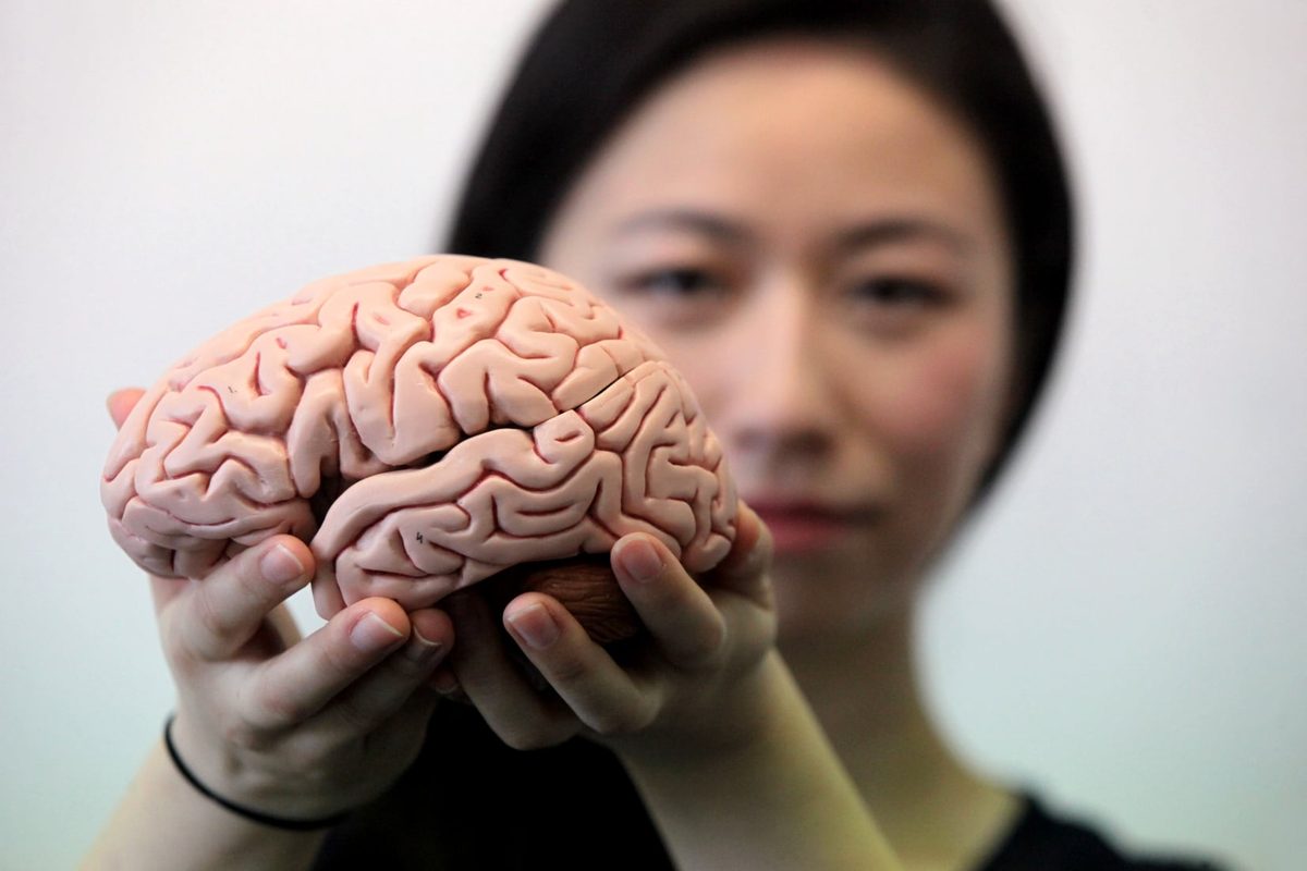 Las edades del cerebro: el atlas más detallado de la corteza prefrontal revela cómo cambia y envejece a lo largo de la…