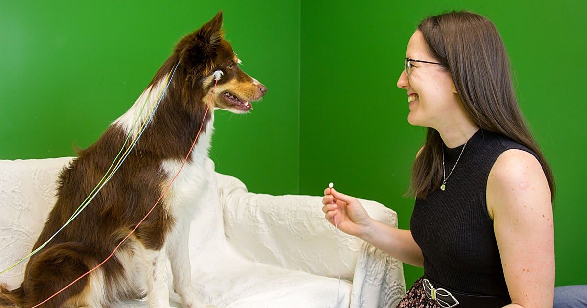 Hablar a los perros moldea su cerebro