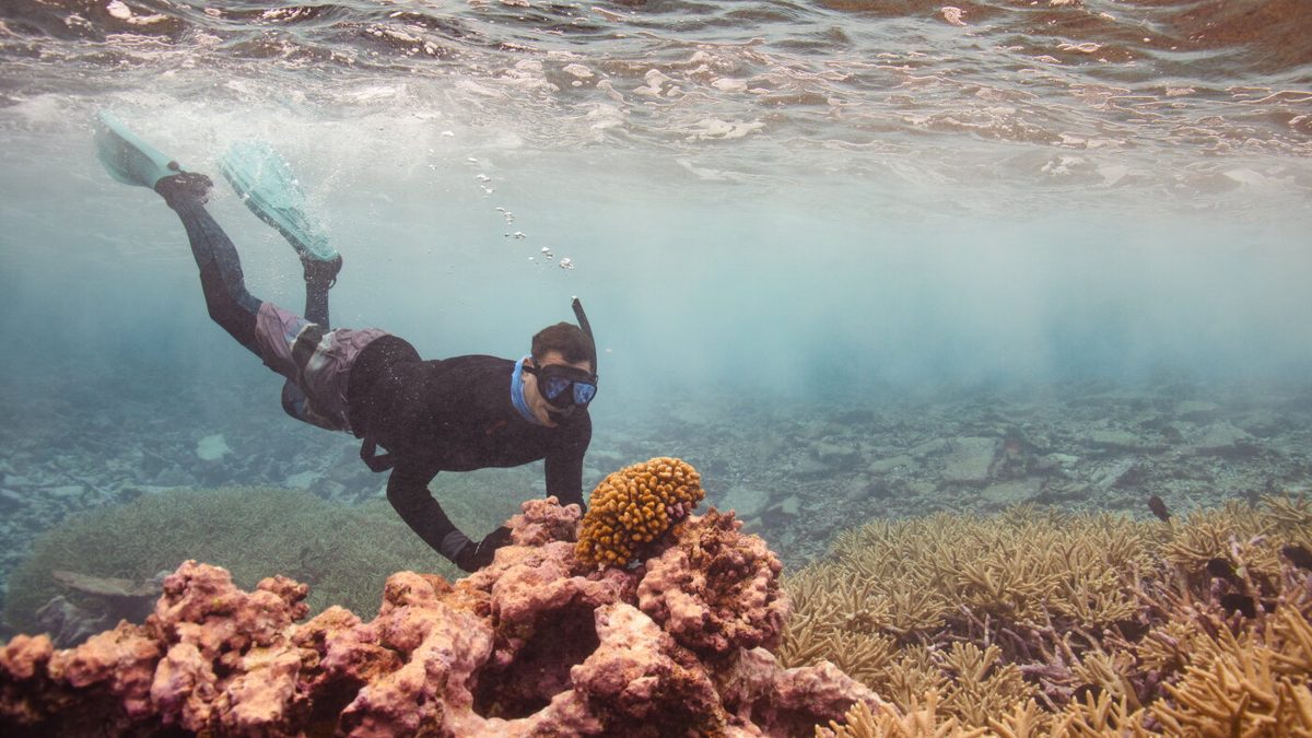 There are still nearly pristine coral reefs. They're a blueprint for coral restoration