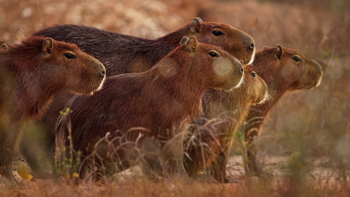 Fossilien: Was macht ein Wasserschwein in einer der trockensten Wüsten der Welt?