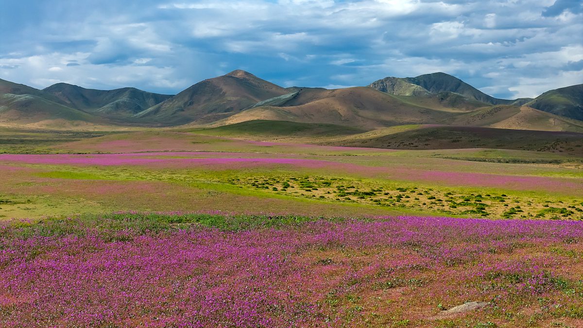 Bilder der Woche: Pastell statt Wüstenbraun