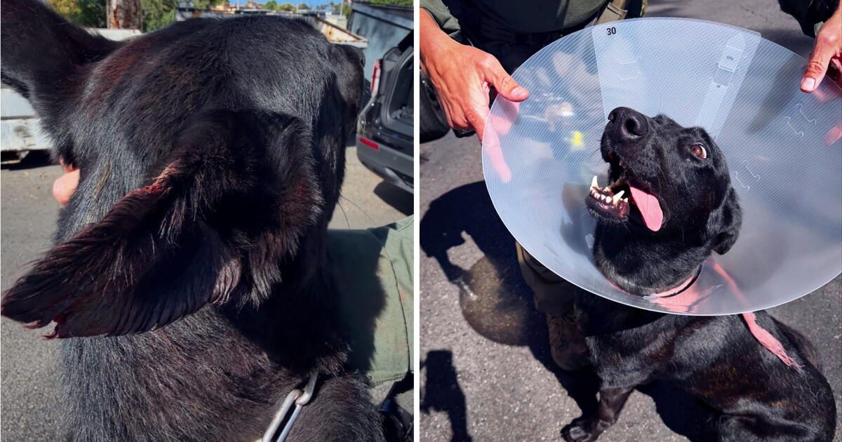 Suspect bites off piece of police dog's ear during SWAT standoff, police say