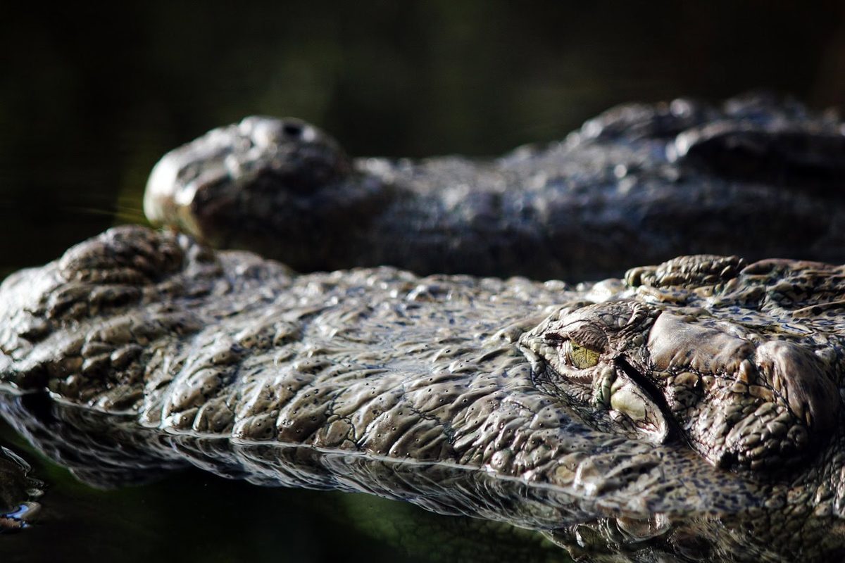 De eerste alligators floreerden na het uitsterven van de dinosauriërs